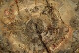 Polished Petrified Wood (Araucaria) Round - Madagascar #358032-1